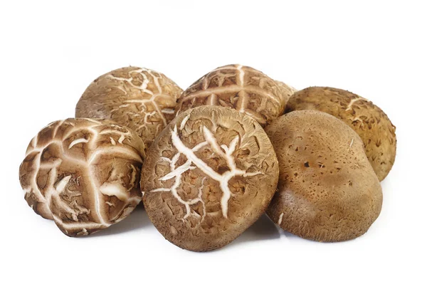 Frischer Shiitake-Pilz — Stockfoto