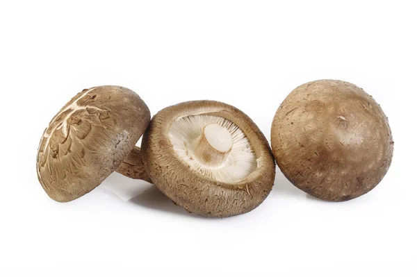Frischer Shiitake-Pilz isoliert auf weiß — Stockfoto