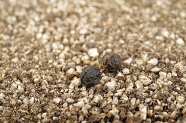 kara biber tozu zemin üzerine karabiber tohumu