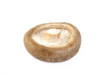taze shiitake mantar 