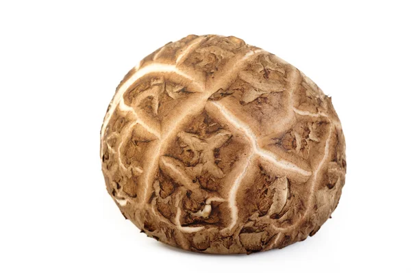 Shiitake paddestoel geïsoleerd op witte achtergrond — Stockfoto