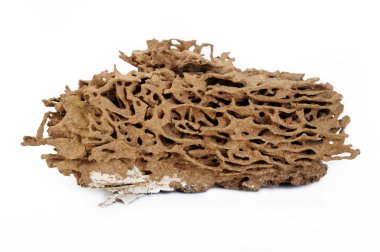 Termit iç içe beyaz arka plan üzerinde