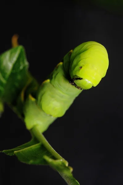 Groene vlinder worm close-up — Stockfoto