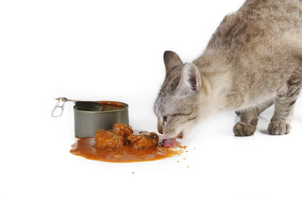 Kediyi yiyecek sardalye domates sosu Stok Fotoğraf