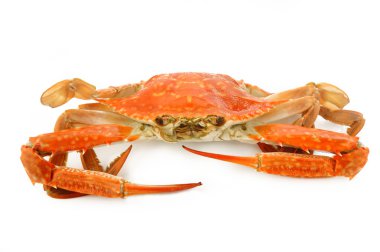 beyaz üzerine buharda pişmiş Yengeç