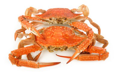 beyaz üzerine buharda pişmiş Yengeç