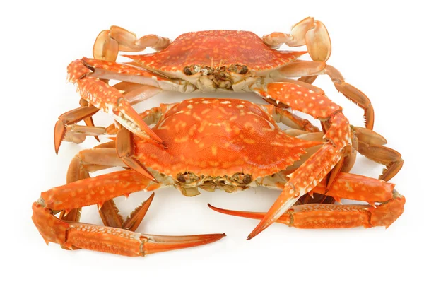 beyaz üzerine buharda pişmiş Yengeç