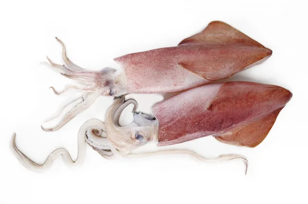 Calamari freschi su bianco — Foto Stock