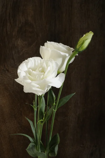Weiße Blumen auf hölzernem Hintergrund — Stockfoto