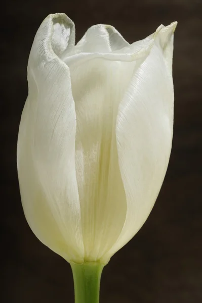 Weiße Tulpe auf hölzernem Hintergrund — Stockfoto
