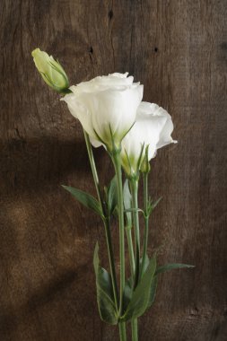 Tahta arka planda beyaz çiçekler