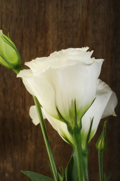 Fiori bianchi su sfondo di legno — Foto Stock