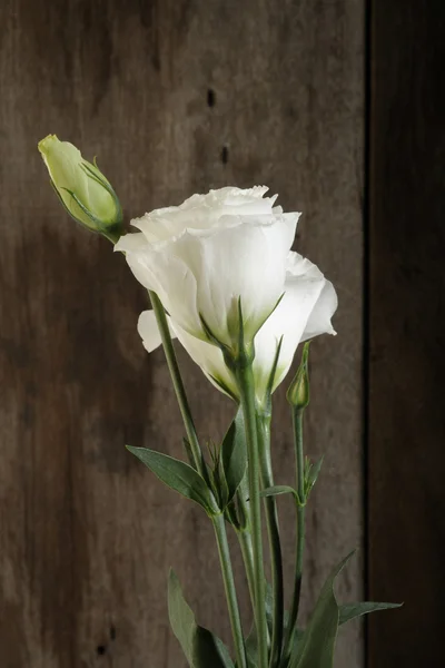 Fiori bianchi su sfondo di legno — Foto Stock