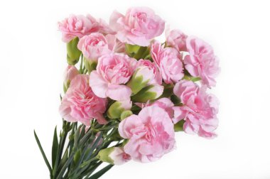  Beyaz arka planda pembe karanfil çiçekleri