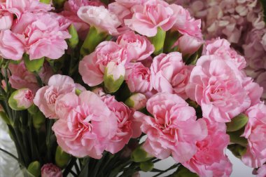  Beyaz arka planda pembe karanfil çiçekleri