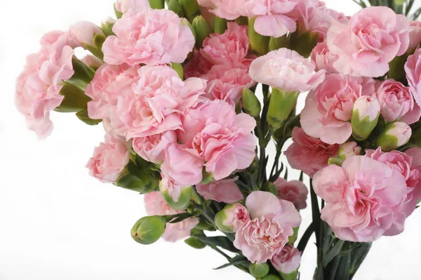 Garofano rosa fiori su sfondo bianco — Foto Stock