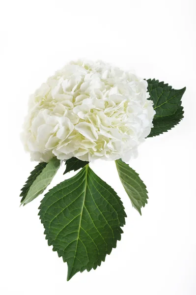 Bouquet of white hydrangea flowers — Stock Photo, Image