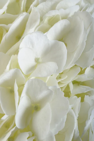 Buquê de flores de hortênsia branca — Fotografia de Stock
