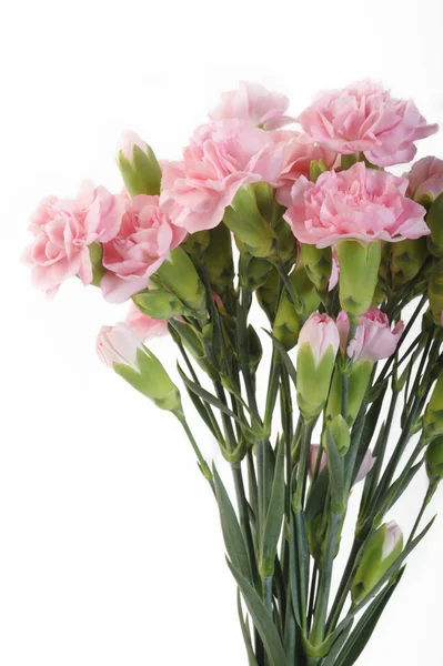 Pink carnation flowers on white background — Stock Photo, Image