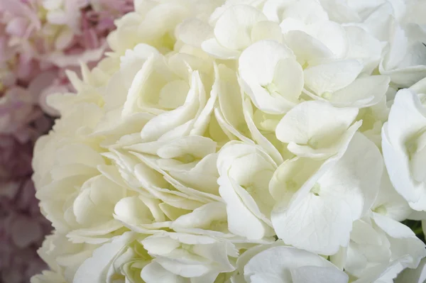 Fiori ortensia bianca su sfondo bianco — Foto Stock
