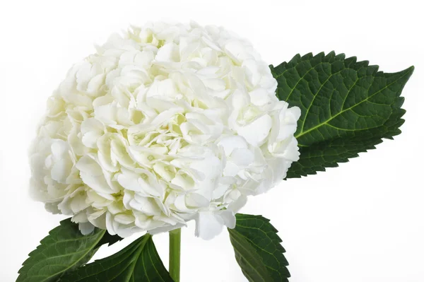 White hydrangea flowers on white background — Stock Photo, Image