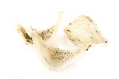 beyaz zemin üzerine yemeklik kuş yuvası