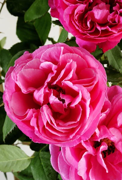 Beautiful pink rose in garden — Stock Photo, Image