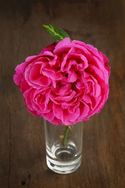 Bella rosa rosa — Foto Stock