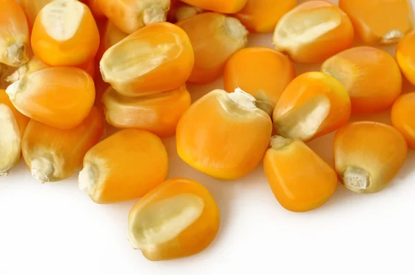 Kukorica mag fehér háttér — Stock Fotó