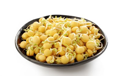 Seramik kase bezelye filizlenir