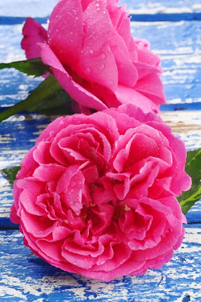 Rosa rosa con gocce d'acqua — Foto Stock