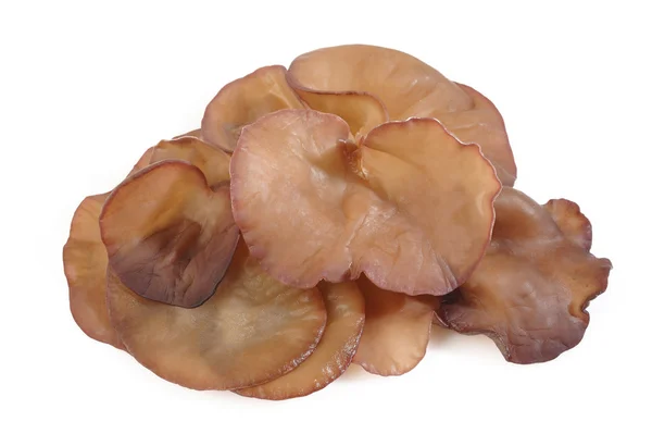 Black Fungus (Jew's Ear Mushroom ) on white background — Stock Photo, Image