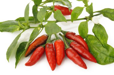 Kırmızı Pul biber ve beyaz yapraklar 