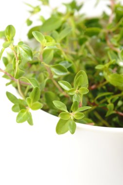  beyaz üzerine taze kekik 