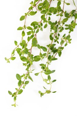 beyaz zemin üzerine kekik