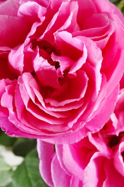 Rosas cor de rosa — Fotografia de Stock