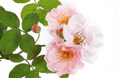 Bir demet pembe gül