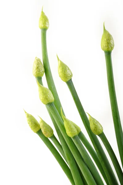 Zwiebelblüten — Stockfoto