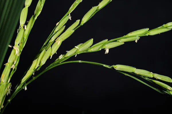 Rice plant — Stock Photo, Image