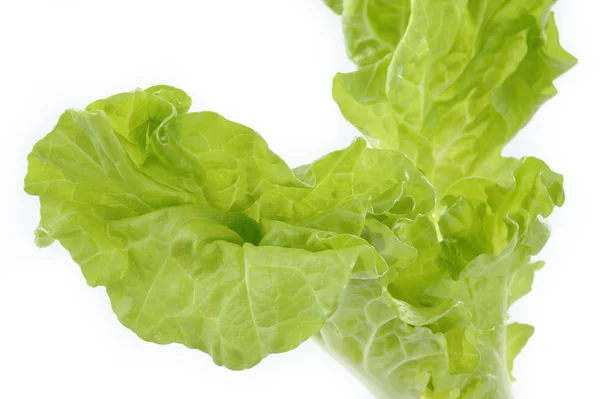 Green lettuce — Stock Photo, Image