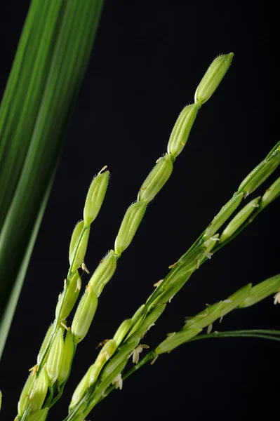 Green paddy rice — Stock Photo, Image