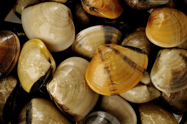 Raw clams background — Stock Photo, Image