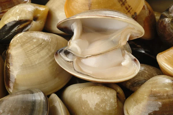 Raw clams — Stock Photo, Image