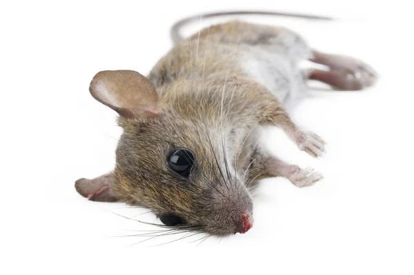 Dead rat on white background — Stock Photo, Image