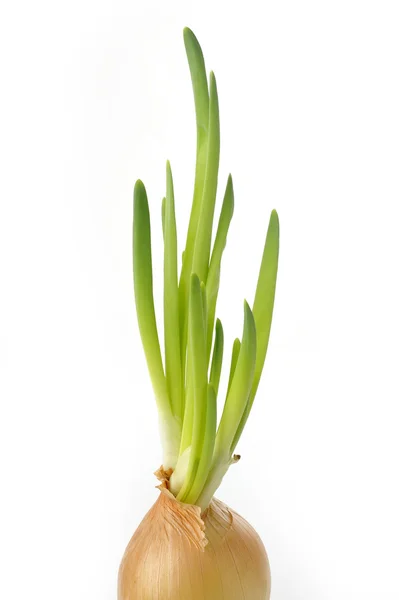Cipolla germinata — Foto Stock