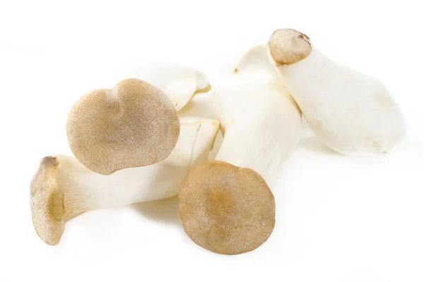 King oyster mushrooms on white background — Stock Photo, Image