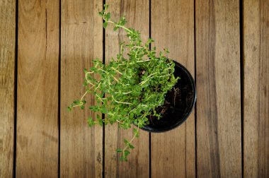 Tahta arka planda taze kekik