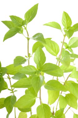 Reyhan beyaz zemin üzerine