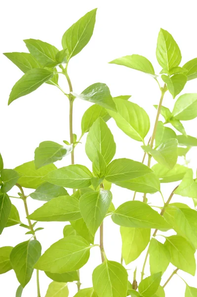 Sweet basil on white background — Stock Photo, Image