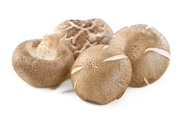 Fresh shiitake mushrooms on white background — Stock Photo, Image